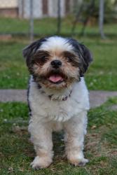 Lost Male Dog last seen 14th street, Nitro, WV 25143