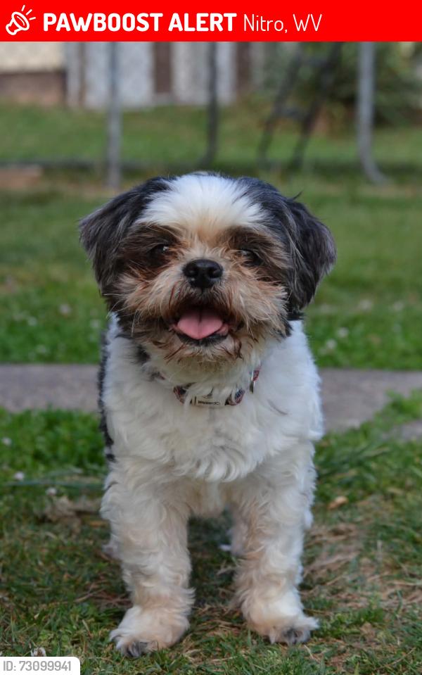 Lost Male Dog last seen 14th street, Nitro, WV 25143