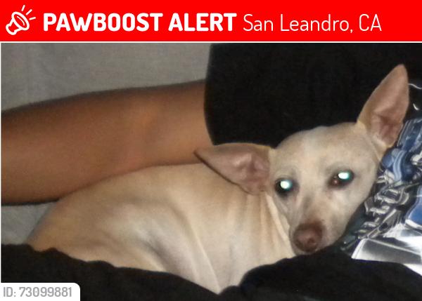 Lost Female Dog last seen Macarthur blvd, Dowling blvd, Lewis avenue, superior avenue, Roosevelt Elementary School., San Leandro, CA 94577