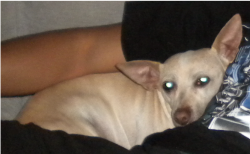 Lost Female Dog last seen Macarthur blvd, Dowling blvd, Lewis avenue, superior avenue, Roosevelt Elementary School., San Leandro, CA 94577