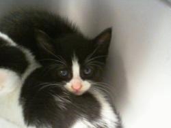 Shelter Stray Female Cat last seen CHARLOTTE, 8315 Byrum Dr, Charlotte, NC 28217, USA