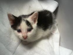 Shelter Stray Female Cat last seen CHARLOTTE, 8315 Byrum Dr, Charlotte, NC 28217, USA