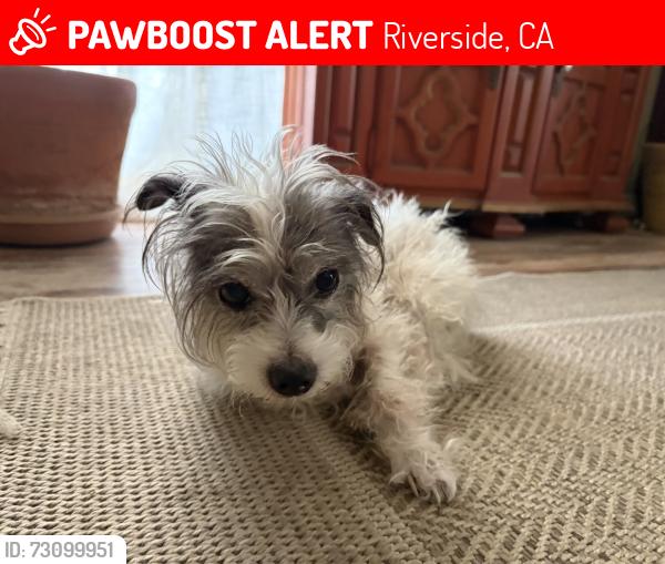 Lost Female Dog last seen Myers and primrose, Riverside, CA 92503