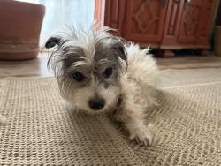 Lost Female Dog last seen Myers and primrose, Riverside, CA 92503