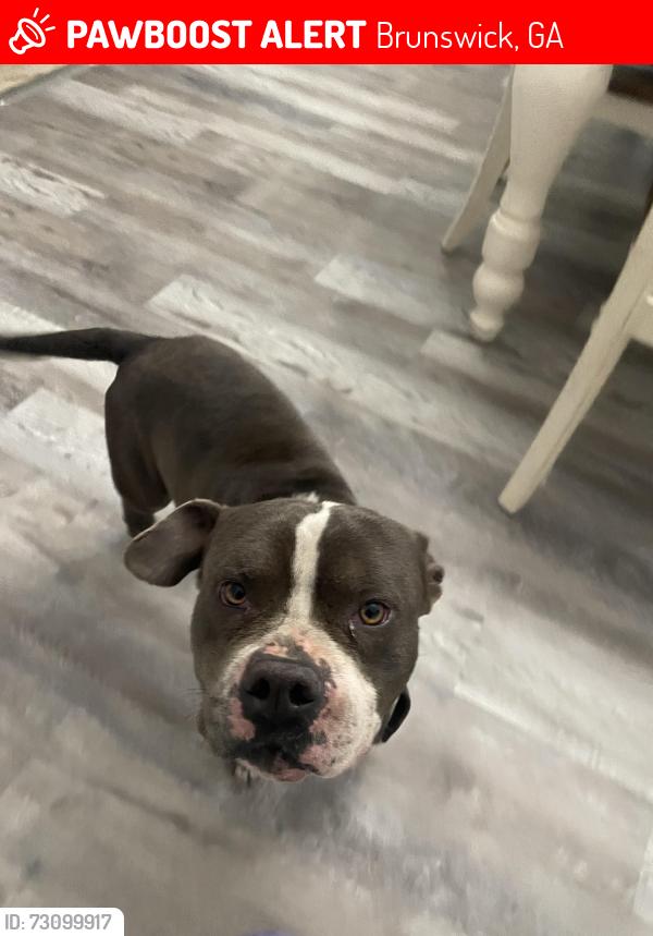 Lost Male Dog last seen Burroughs Molette Elementary School or Urbana Park, Brunswick, GA 31520