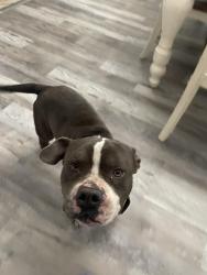 Lost Male Dog last seen Burroughs Molette Elementary School or Urbana Park, Brunswick, GA 31520