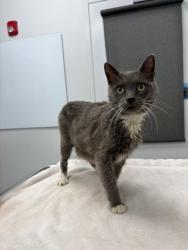 Shelter Stray Female Cat last seen Topping & Anderson, KCMO, 64123, 64123, MO, 7077 Elmwood Ave, Kansas City, MO 64132, USA