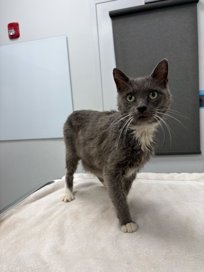 Shelter Stray Female Cat last seen Topping & Anderson, KCMO, 64123, 64123, MO, 7077 Elmwood Ave, Kansas City, MO 64132, USA