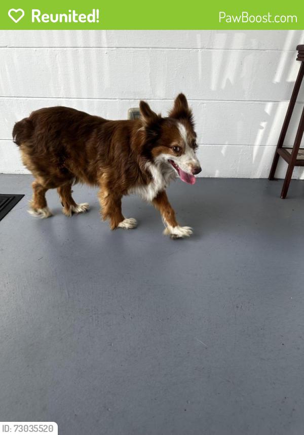 Reunited Male Dog last seen Lakeside Ave and Talley St, Lakeland, FL 33815