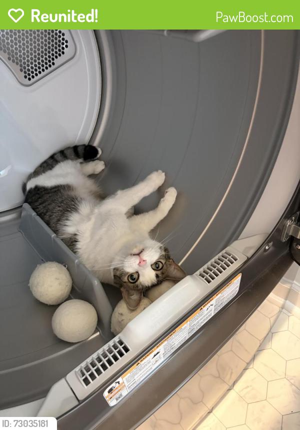 Reunited Male Cat last seen Near Bent Willow Dr Copper Ridge Subdivision , Clayton, NC 27527