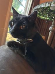 Found/Stray Unknown Cat last seen Vesper ave, Los Angeles, CA 91411