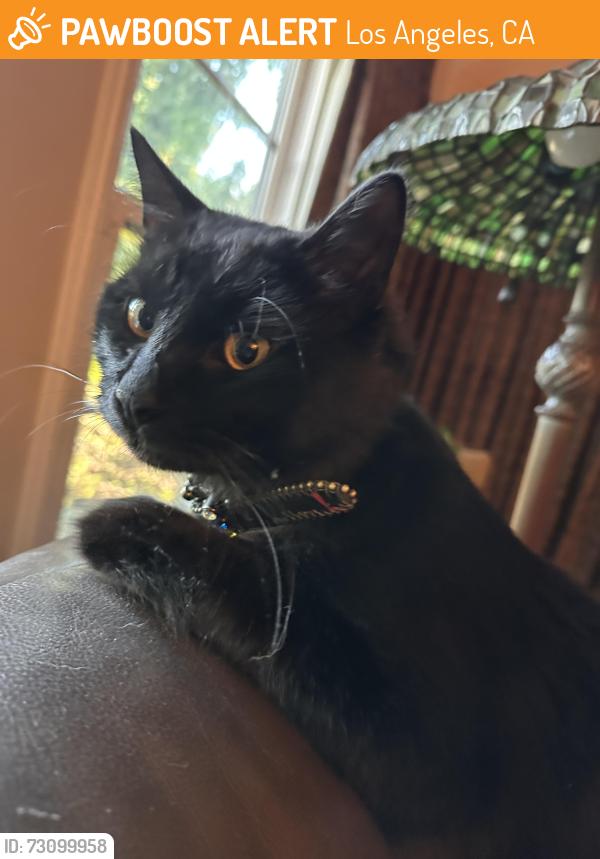 Found/Stray Unknown Cat last seen Vesper ave, Los Angeles, CA 91411