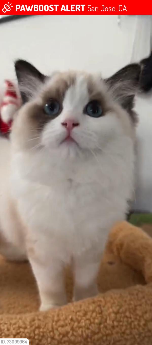 Lost Female Cat last seen Chatsworth pl, San Jose, CA 95128