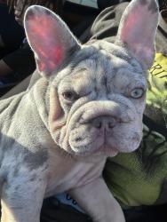 Lost Female Dog last seen Avenida De Portugal and Camino Real, Moreno Valley, CA 92555