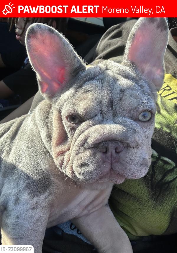 Lost Female Dog last seen Avenida De Portugal and Camino Real, Moreno Valley, CA 92555