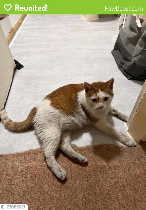 Reunited Male Cat last seen en5 4bw, Greater London, England EN5 4BW
