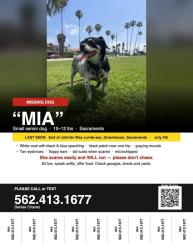 Lost Female Dog last seen “The Pocket” at the end of Johnfer, Sacramento, CA 95831