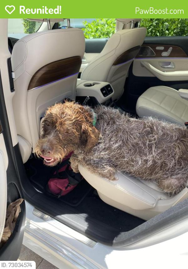 Reunited Male Dog last seen Donald Ross bridge. Climbed up from the intracoastal into our backyard at Frenchman’s Harbor, Juno Beach, FL 33408