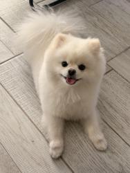 Lost Male Dog last seen Raincloud dr, Socorro, TX 79927