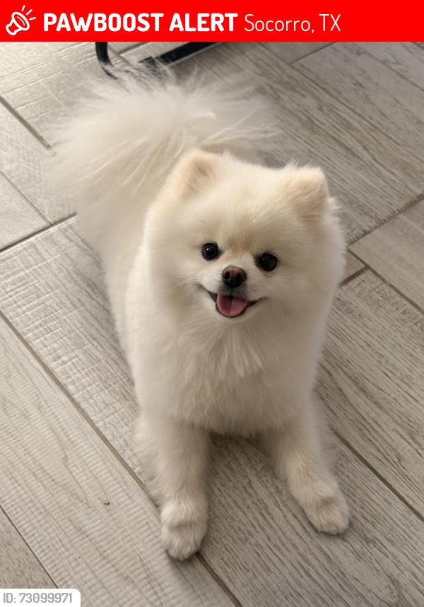 Lost Male Dog last seen Raincloud dr, Socorro, TX 79927