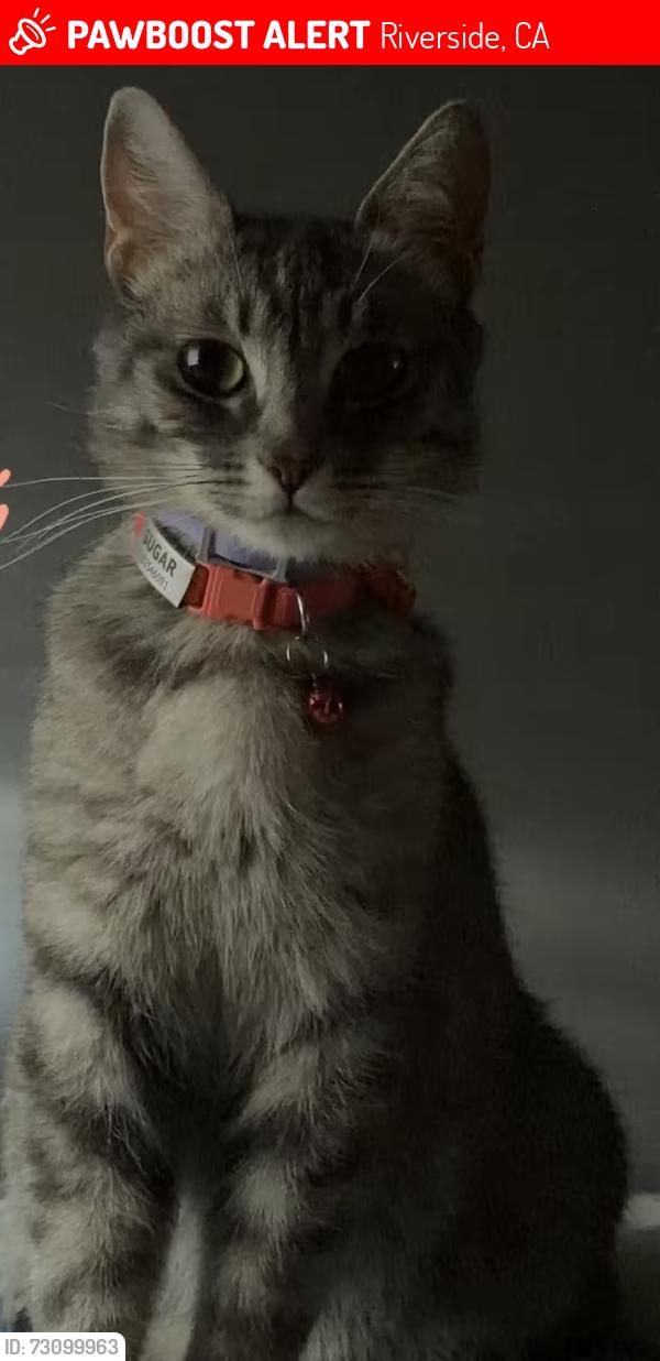 Lost Female Cat last seen By the park, Riverside, CA 92504