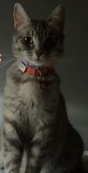 Lost Female Cat last seen By the park, Riverside, CA 92504