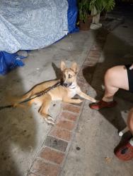 Found/Stray Male Dog last seen A st, Perris, CA 92570