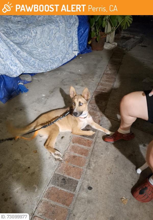 Found/Stray Male Dog last seen A st, Perris, CA 92570