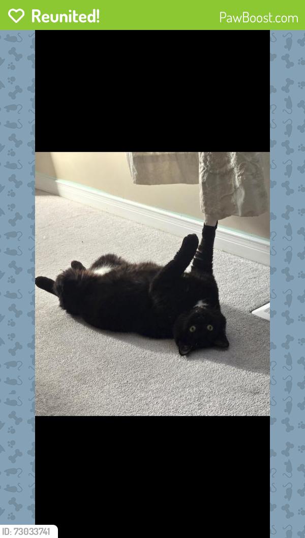 Reunited Female Cat last seen Winston Churchill and Erin Centre , Mississauga, ON L5M