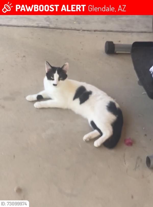 Lost Female Cat last seen 59th Ave and Brown St, Glendale, AZ 85302