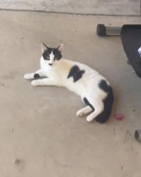 Lost Female Cat last seen 59th Ave and Brown St, Glendale, AZ 85302