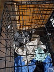 Found/Stray Female Dog last seen A st, Perris, CA 92570