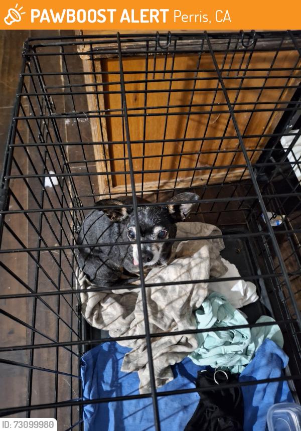 Found/Stray Female Dog last seen A st, Perris, CA 92570