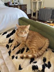 Reunited Male Cat last seen Cypress hawk court. We live right up against the golf course , San Ramon, CA 94582