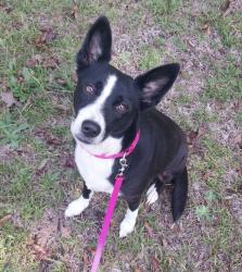 Reunited Female Dog last seen Loretta C. Wood Park, Pelzer, SC 29669