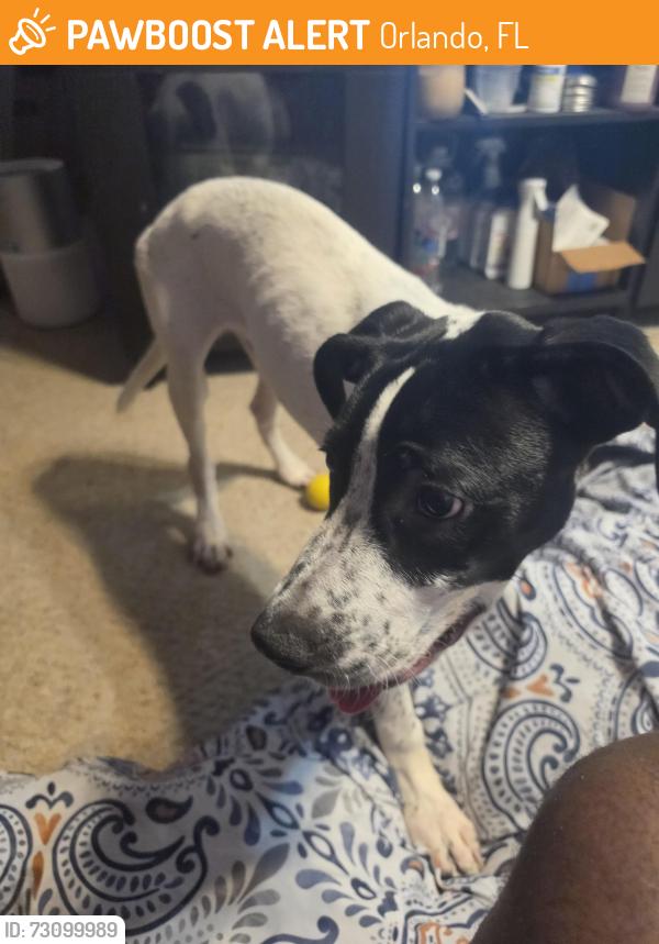 Surrendered Male Dog last seen Colonial and dorsher, Orlando, FL 32818