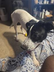 Found/Stray Male Dog last seen Colonial and dorsher, Orlando, FL 32818