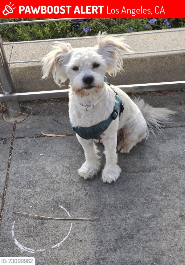 Lost Male Dog last seen Offeral st, Los Angeles, CA 90731