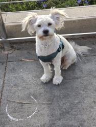Lost Male Dog last seen Offeral st, Los Angeles, CA 90731