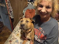 Lost Male Dog last seen Send Susie on buncombe road, Sans Souci, SC 29609
