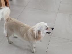 Reunited Male Dog last seen School road and Cashmere street, Redbank Plains, QLD 4301
