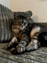 Lost Male Cat last seen WSU Vancouver Campus, The Vancouver Clinic Salmon Creek, Legacy hosp, Vancouver, WA 98686