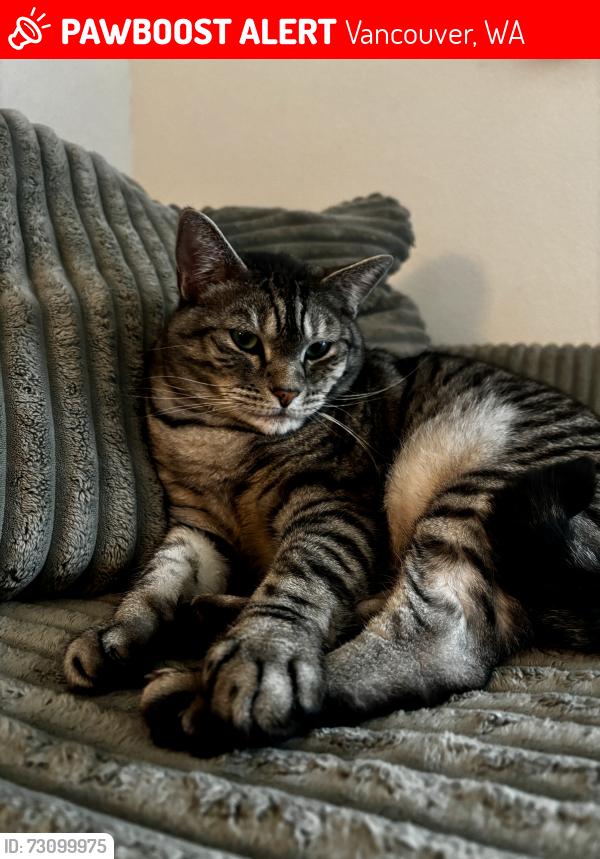 Lost Male Cat last seen WSU Vancouver Campus, The Vancouver Clinic Salmon Creek, Legacy hosp, Vancouver, WA 98686