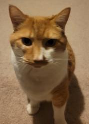 Reunited Male Cat last seen Costco, Vancouver, WA 98663