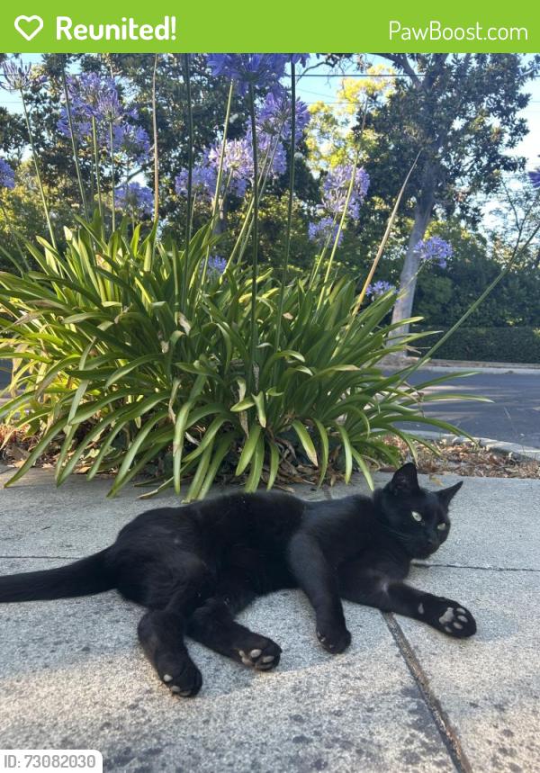 Reunited Male Cat last seen Churchill Ave & Castilleja Ave Palo Alto, CA 94306 United States, Palo Alto, CA 94306