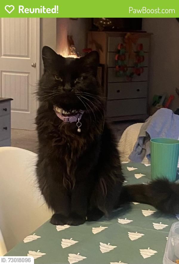 Reunited Female Cat last seen Bridge St, Fuquay-Varina, NC 27526