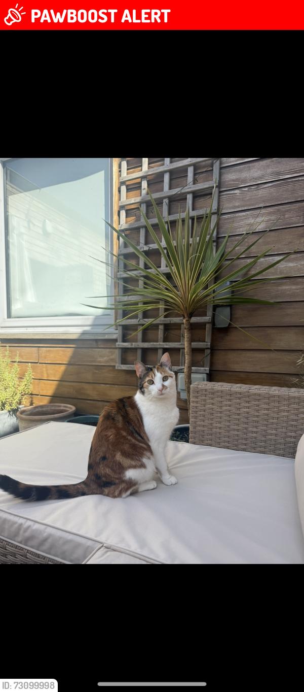 Lost Female Cat last seen Dalberg Road & Effra Parade, Greater London, England SW2 1AP