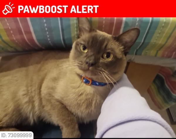 Lost Male Cat last seen The Richmond upon Thames School, Greater London, England TW2