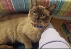 Lost Male Cat last seen The Richmond upon Thames School, Greater London, England TW2
