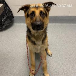 Shelter Stray Male Dog last seen Near, 2600 S Harding St, Indianapolis, IN 46221, USA
